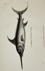 George Shaw (1751–1813) – Common Sword-Fish – Engraving (1803)