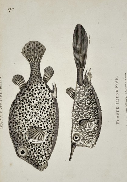 George Shaw (1751–1813) – Natural History Study of Trunk-Fish – Engraving (1804)
