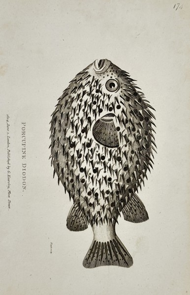 George Shaw (1751–1813) – Natural History Study of a Porcupine Diodon – Engraving (1804)