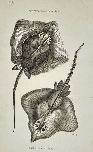 George Shaw (1751–1813) – Natural History Study of Tuberculated and Eglantine Rays – Engraving (1804)