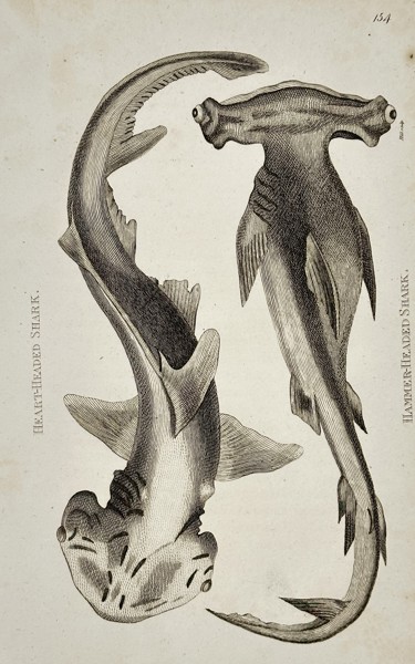 George Shaw (1751–1813) – Natural History Study of Heart-Headed and Hammer-Headed Sharks – Engraving (1804)