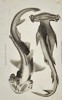 George Shaw (1751–1813) – Natural History Study of Heart-Headed and Hammer-Headed Sharks – Engraving (1804)