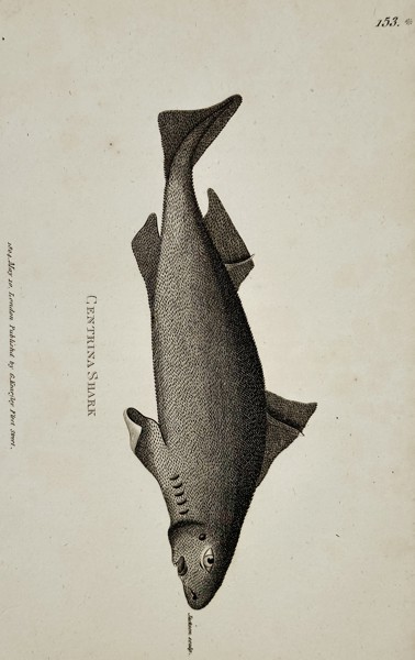 George Shaw (1751–1813) – Natural History Study of a Centrina Shark – Engraving (1804)