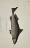 George Shaw (1751–1813) – Natural History Study of a Centrina Shark – Engraving (1804)