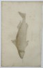 George Shaw (1751–1813) – Natural History Study of a Centrina Shark – Engraving (1804)