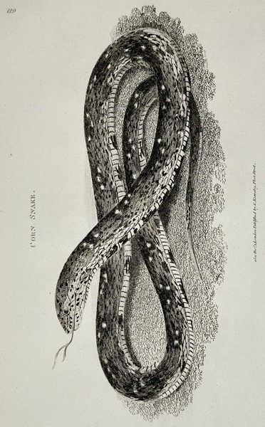 George Shaw (1751–1813) – Natural History Study of a Corn Snake – Engraving (1802)