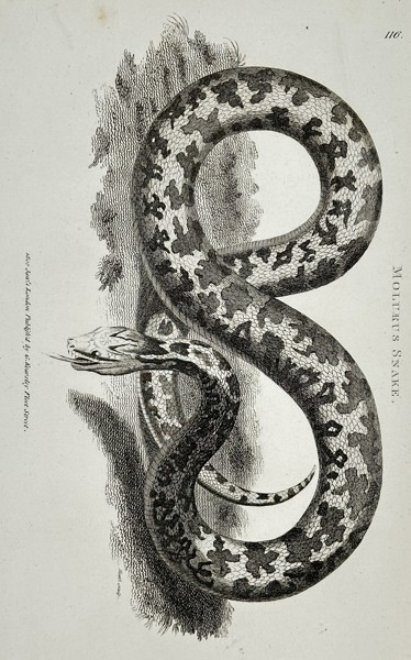 George Shaw (1751–1813) – Natural History Study of a Molurus Snake – Engraving (1802)