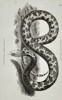 George Shaw (1751–1813) – Natural History Study of a Molurus Snake – Engraving (1802)