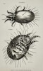 George Shaw (1751–1813) – Entomological Study of Flour Mites – Engraving (1805)