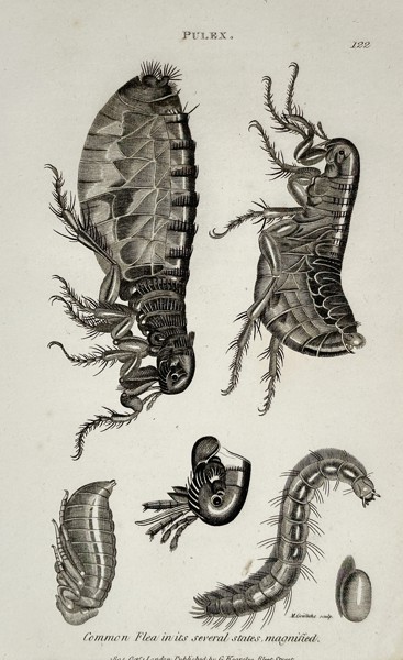 George Shaw (1751–1813) – Entomological Study of the Common Flea – Engraving (1805)