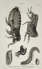 George Shaw (1751–1813) – Entomological Study of the Common Flea – Engraving (1805)