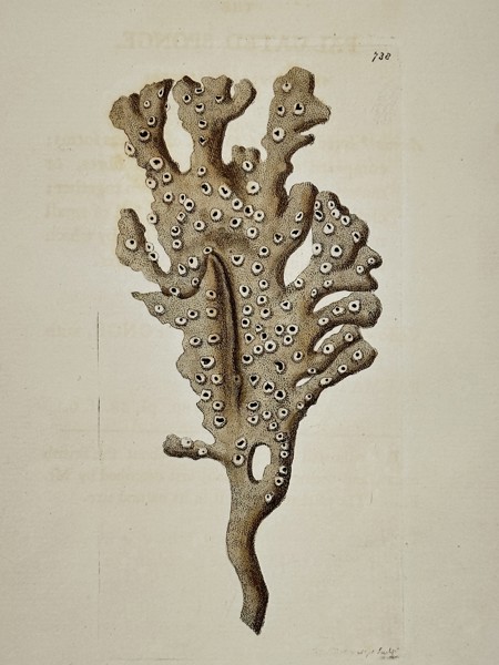 Frederick Nodder (active 1770–1800) – Natural History Study of a Palmated Sponge – Engraving (1795)