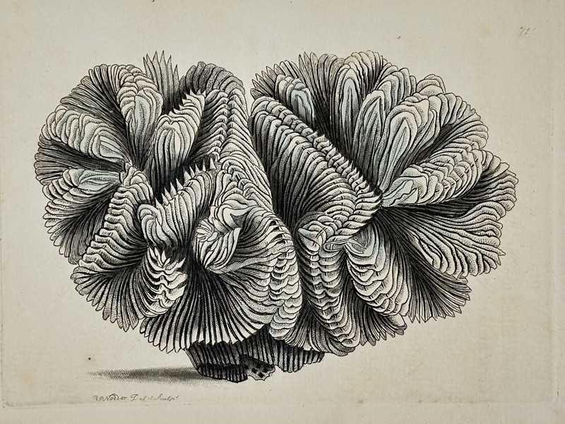 Frederick Nodder (active 1770–1800) – Natural History Study of Brain Coral – Engraving (18th Century)