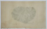 Frederick Nodder (active 1770–1800) – Natural History Study of Brain Coral – Engraving (18th Century)