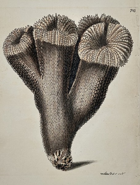 Frederick Nodder (active 1770–1800) – Natural History Study of Muricated Madrepore – Hand-coloured engraving (18th Century)