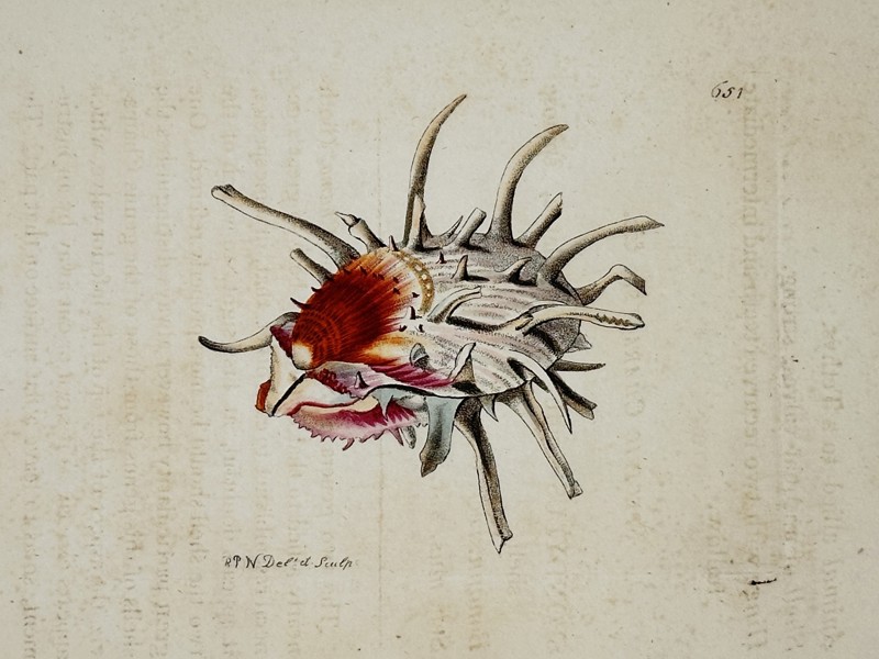 Frederick Nodder (active 1770–1800) – Natural History Study of a Thorny Oyster – Hand-coloured engraving (18th Century)