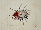 Frederick Nodder (active 1770–1800) – Natural History Study of a Thorny Oyster – Hand-coloured engraving (18th Century)