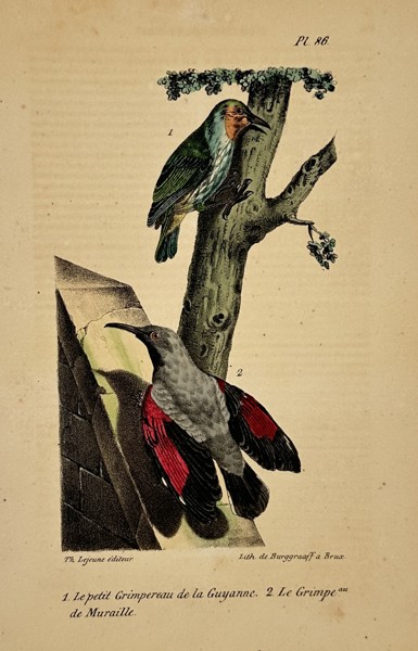 George-Louis Leclerc, Comte de Buffon – Ornithological Study of the Guiana Creeper and Wall Creeper – Hand-coloured lithograph (19th Century)
