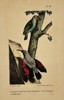 George-Louis Leclerc, Comte de Buffon – Ornithological Study of the Guiana Creeper and Wall Creeper – Hand-coloured lithograph (19th Century)