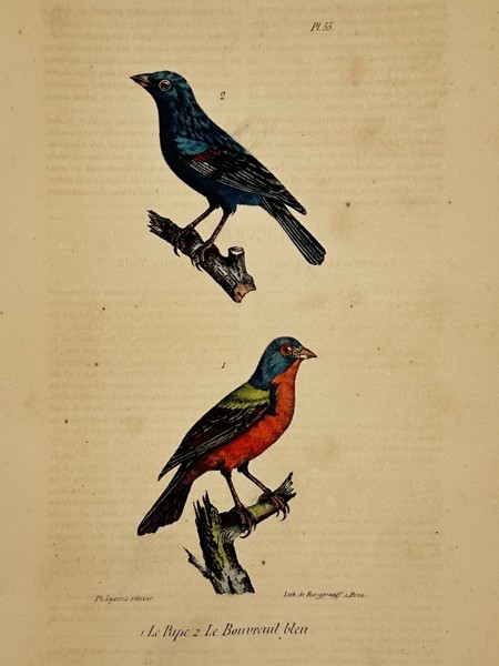 George-Louis Leclerc, Comte de Buffon – Ornithological Study of the Painted Bunting and Blue Grosbeak – Hand-coloured lithograph (19th Century)