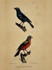 George-Louis Leclerc, Comte de Buffon – Ornithological Study of the Painted Bunting and Blue Grosbeak – Hand-coloured lithograph (19th Century)