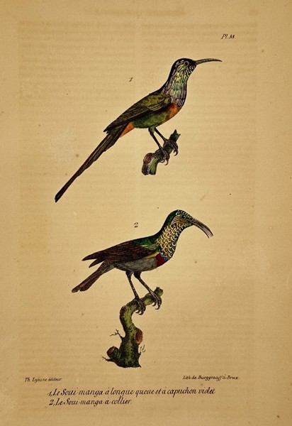 George-Louis Leclerc, Comte de Buffon – Ornithological Study of the Souimanga – Hand-coloured lithograph (19th Century)
