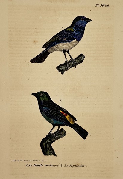 George-Louis Leclerc, Comte de Buffon – Ornithological Study of the Diable Enrhumé and Septicolor – Hand-coloured lithograph (19th Century)