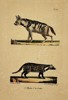 George-Louis Leclerc, Comte de Buffon – Natural History Study of the Hyena and Civet – Hand-coloured lithograph (19th Century)