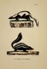 George-Louis Leclerc, Comte de Buffon – Natural History Study of the Chinche and Conepate – Hand-coloured lithograph (19th Century)