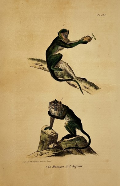 George-Louis Leclerc, Comte de Buffon – Natural History Study of the Macaque and Egret Monkey – Hand-coloured lithograph (19th Century)