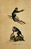 George-Louis Leclerc, Comte de Buffon – Natural History Study of the Macaque and Egret Monkey – Hand-coloured lithograph (19th Century)