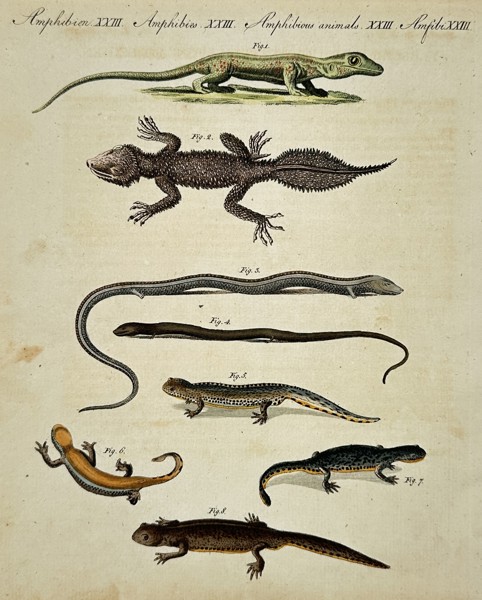 Friedrich Justin Bertuch (1747-1822) – Amphibious Animals – Hand-coloured engraving (1790)