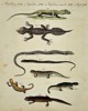 Friedrich Justin Bertuch (1747-1822) – Amphibious Animals – Hand-coloured engraving (1790)