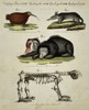 Friedrich Justin Bertuch (1747-1822) – Amphibious Animals – Hand-coloured engraving (1790)