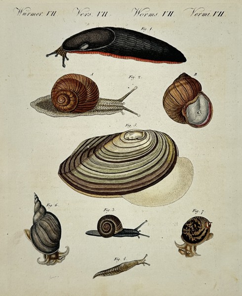 Friedrich Justin Bertuch (1747-1822) – Worms and Mollusks – Hand-coloured engraving (1790)