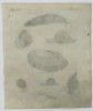 Friedrich Justin Bertuch (1747-1822) – Worms and Mollusks – Hand-coloured engraving (1790)