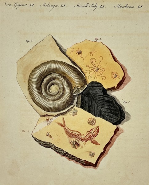 Friedrich Justin Bertuch (1747-1822) – Miscellaneous Fossils – Hand-coloured engraving (1790)
