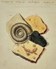 Friedrich Justin Bertuch (1747-1822) – Miscellaneous Fossils – Hand-coloured engraving (1790)