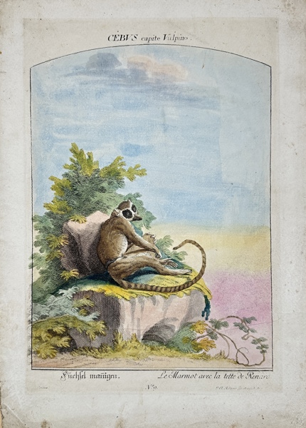 Johann Elias Ridinger (1698–1767) - Hand-coloured Engraving - Cebus capite vulpino / Fox-headed - 1720