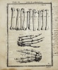 Adriaan van den Spiegel (XVII) & Giulio Casseri - De humani corporis fabrica libri decem - Human Anatomy - Phalanges - Finger Bones