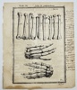 Adriaan van den Spiegel (XVII) & Giulio Casseri - De humani corporis fabrica libri decem - Human Anatomy - Phalanges - Finger Bones