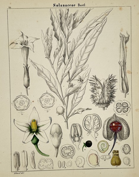 Adalbert Schnizlein (1814–1868) – Botanical Study of Solanaceae – Hand-coloured engraving (1843)