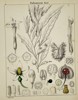 Adalbert Schnizlein (1814–1868) – Botanical Study of Solanaceae – Hand-coloured engraving (1843)
