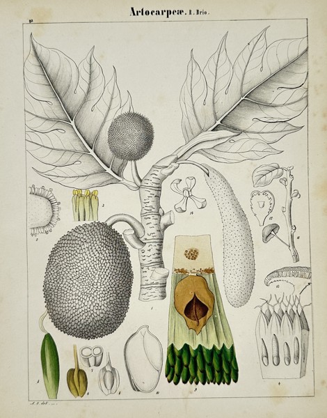 Adalbert Schnizlein (1814–1868) – Botanical Study of Artocarpeae – Hand-coloured engraving (1843)