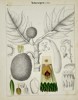 Adalbert Schnizlein (1814–1868) – Botanical Study of Artocarpeae – Hand-coloured engraving (1843)