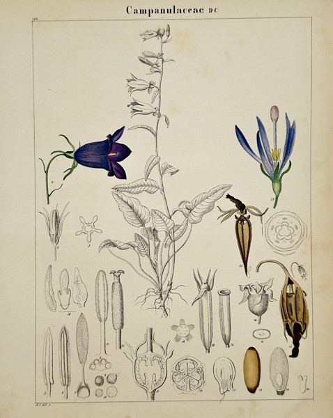 Adalbert Schnizlein (1814–1868) – Botanical Study of Campanulaceae – Hand-coloured engraving (1843)