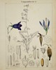 Adalbert Schnizlein (1814–1868) – Botanical Study of Campanulaceae – Hand-coloured engraving (1843)