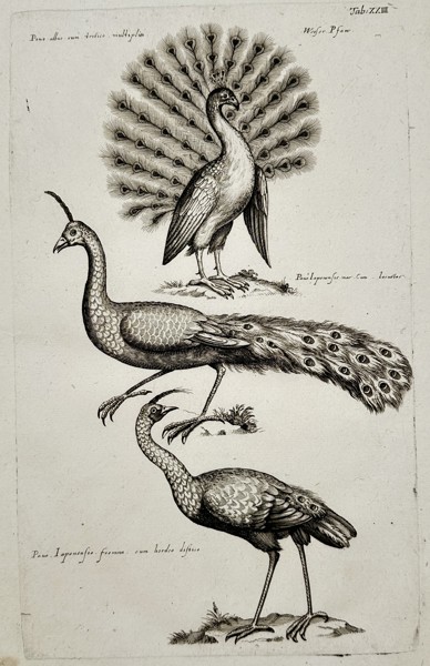 Jan Jonston (1603–1675) – Three Studies of Peacocks – Engraving (1650)