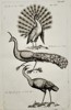  Jan Jonston (1603–1675) – Three Studies of Peacocks – Engraving (1650)