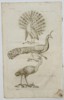  Jan Jonston (1603–1675) – Three Studies of Peacocks – Engraving (1650)